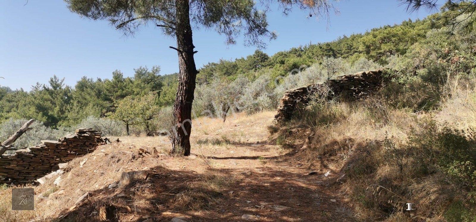 İzmir Bayındır Kızıloba'da 4076 M2 Manzaralı Yolu Açılmış Satılık Zeytinlik — fotoğraf 6