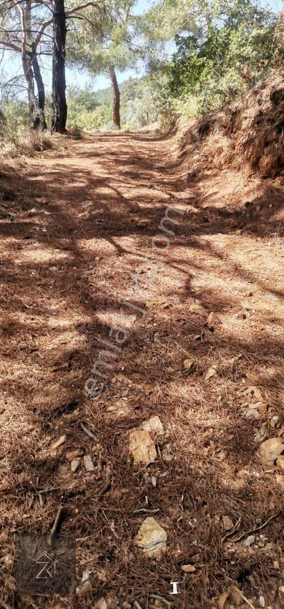 İzmir Bayındır Kızıloba'da 4076 M2 Manzaralı Yolu Açılmış Satılık Zeytinlik — fotoğraf 7