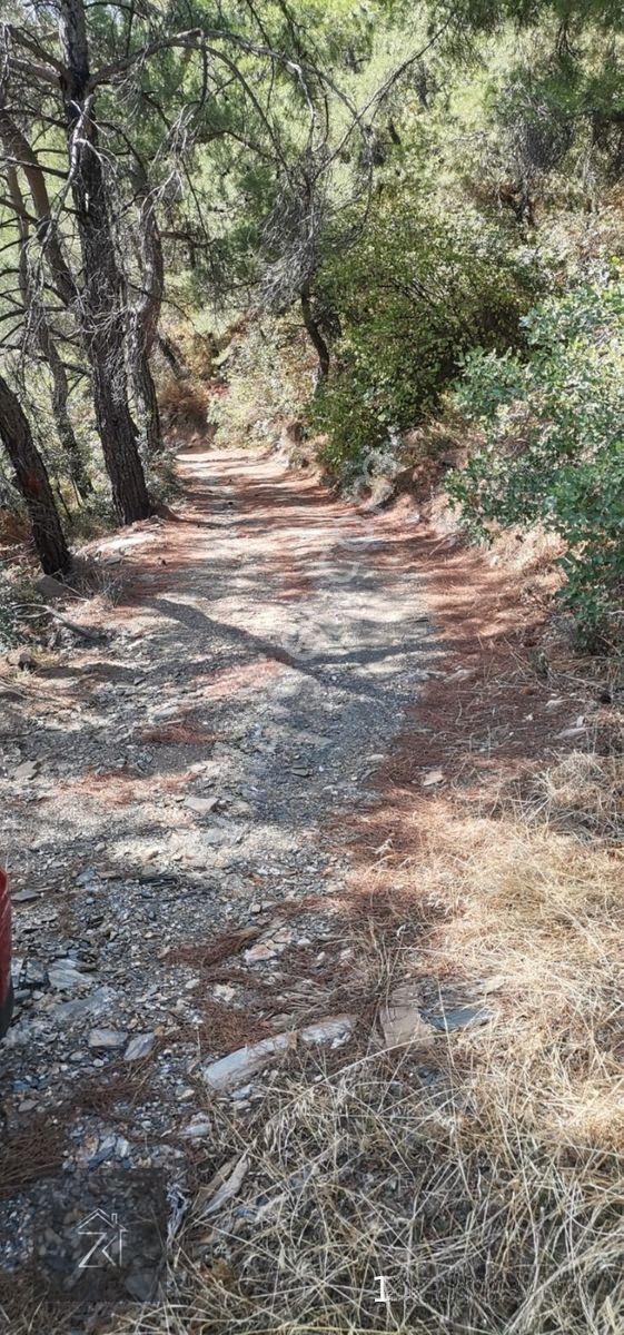 İzmir Bayındır Kızıloba'da 4076 M2 Manzaralı Yolu Açılmış Satılık Zeytinlik — fotoğraf 8