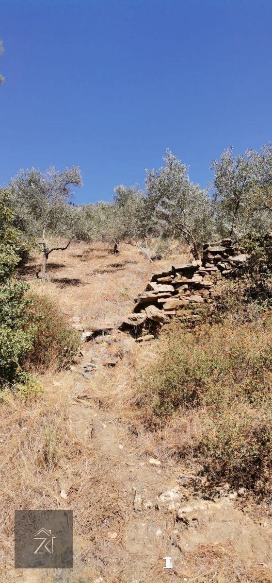 İzmir Bayındır Kızıloba'da 4076 M2 Manzaralı Yolu Açılmış Satılık Zeytinlik — fotoğraf 9