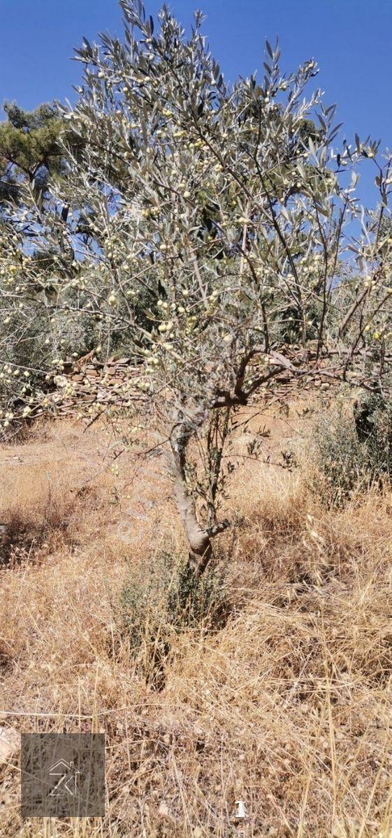 İzmir Bayındır Kızıloba'da 4076 M2 Manzaralı Yolu Açılmış Satılık Zeytinlik — fotoğraf 10