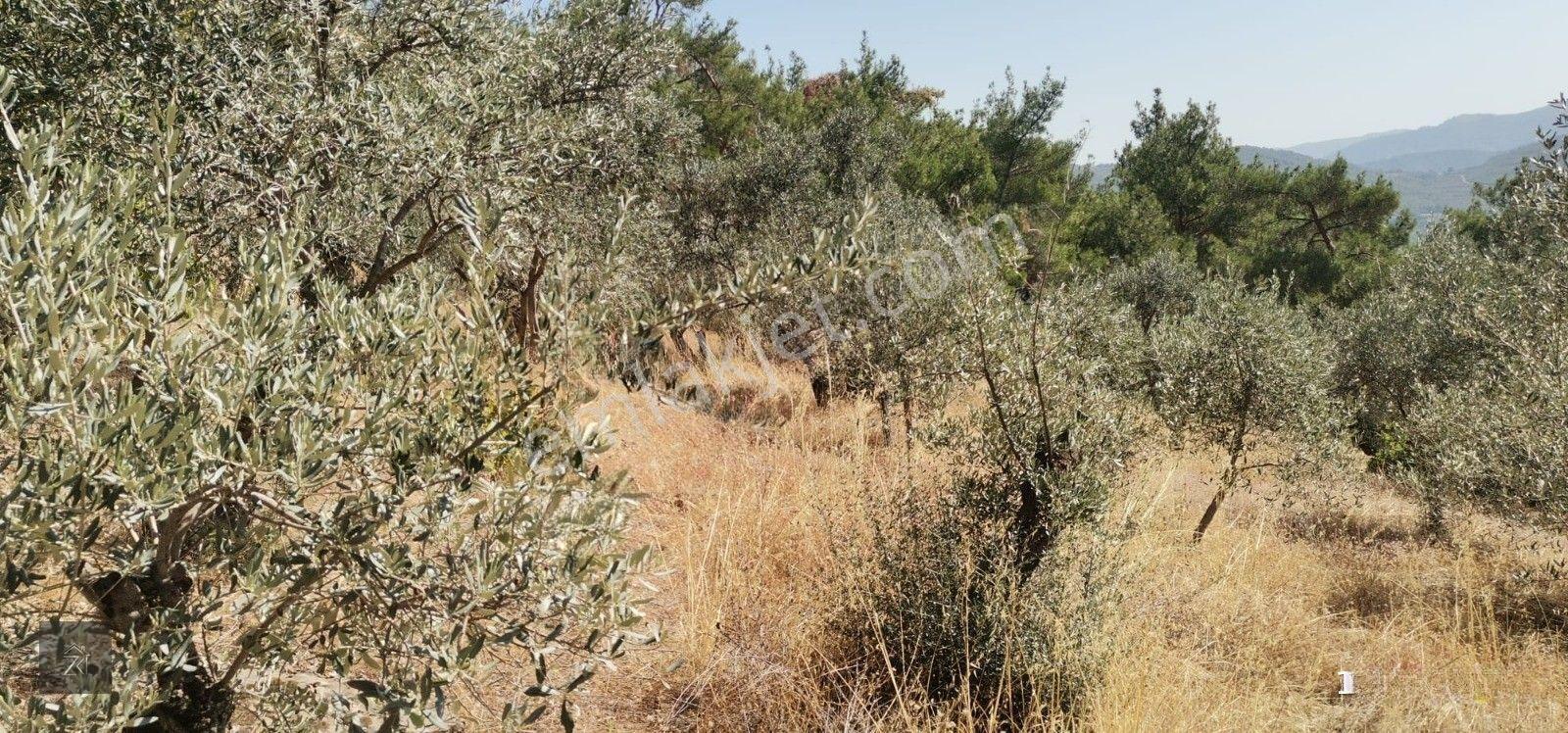 İzmir Bayındır Kızıloba'da 4076 M2 Manzaralı Yolu Açılmış Satılık Zeytinlik — fotoğraf 11