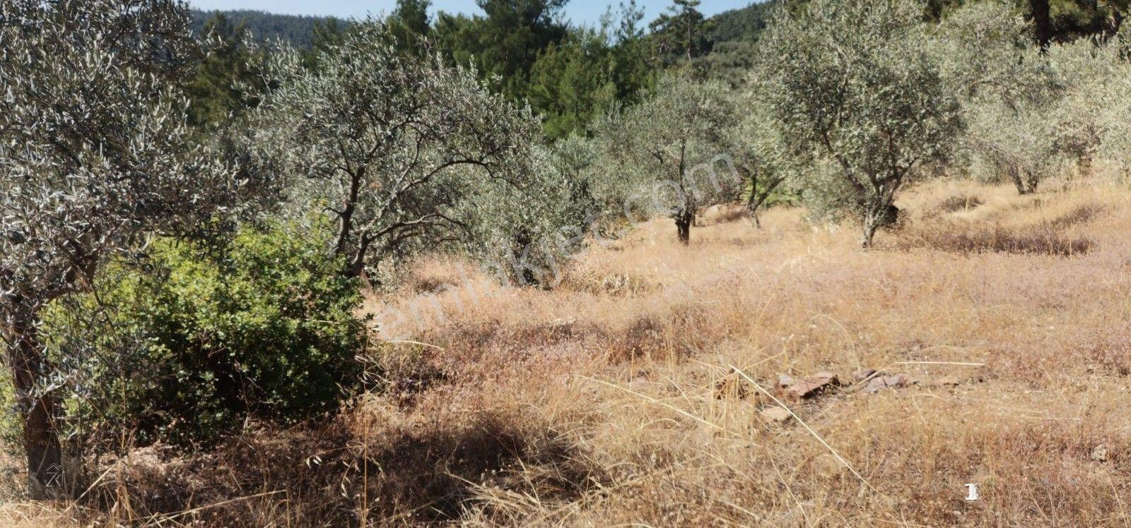 İzmir Bayındır Kızıloba'da 4076 M2 Manzaralı Yolu Açılmış Satılık Zeytinlik — fotoğraf 13