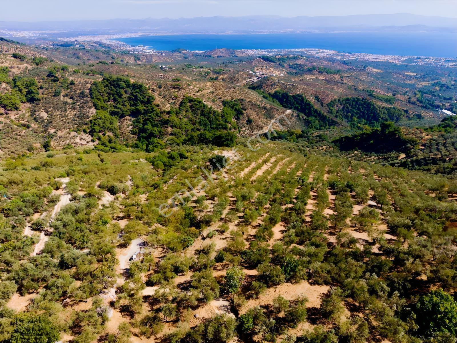 Güçlü Kardeşlerden Full Deniz Manzaralı 21 Dönüm Zeytinlik