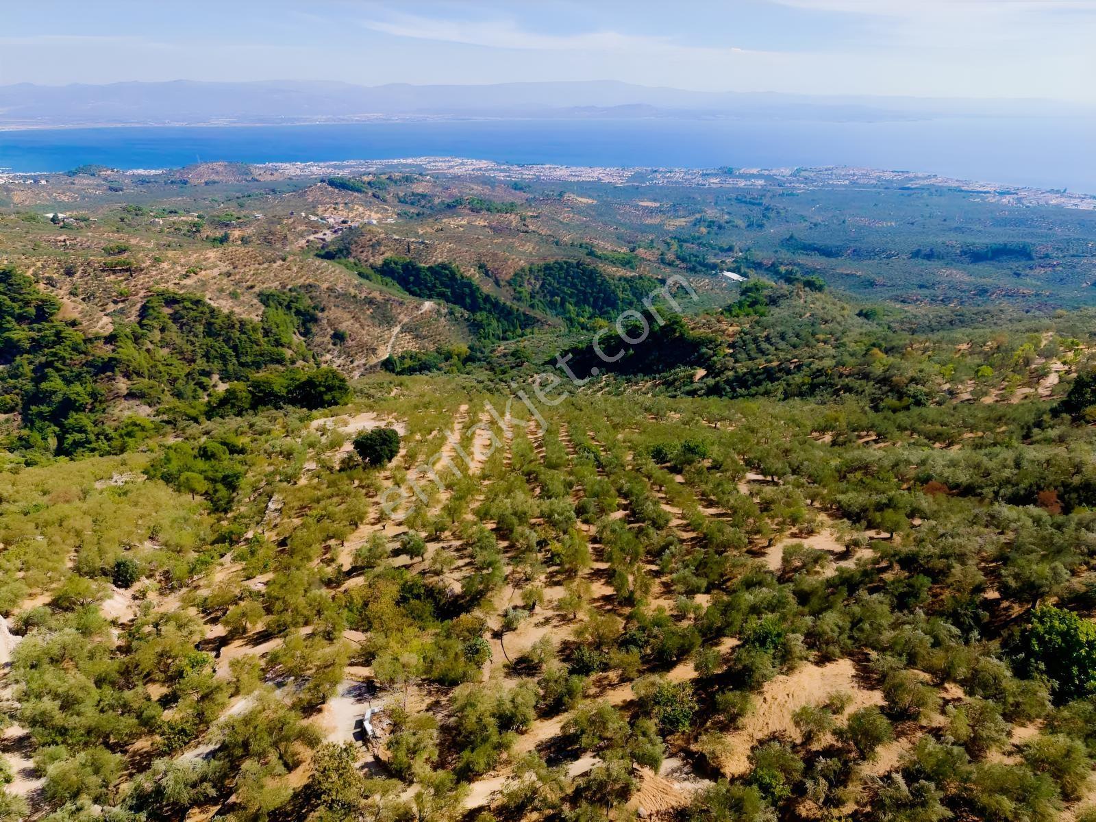 Güçlü Kardeşlerden Full Deniz Manzaralı 21 Dönüm Zeytinlik — fotoğraf 3