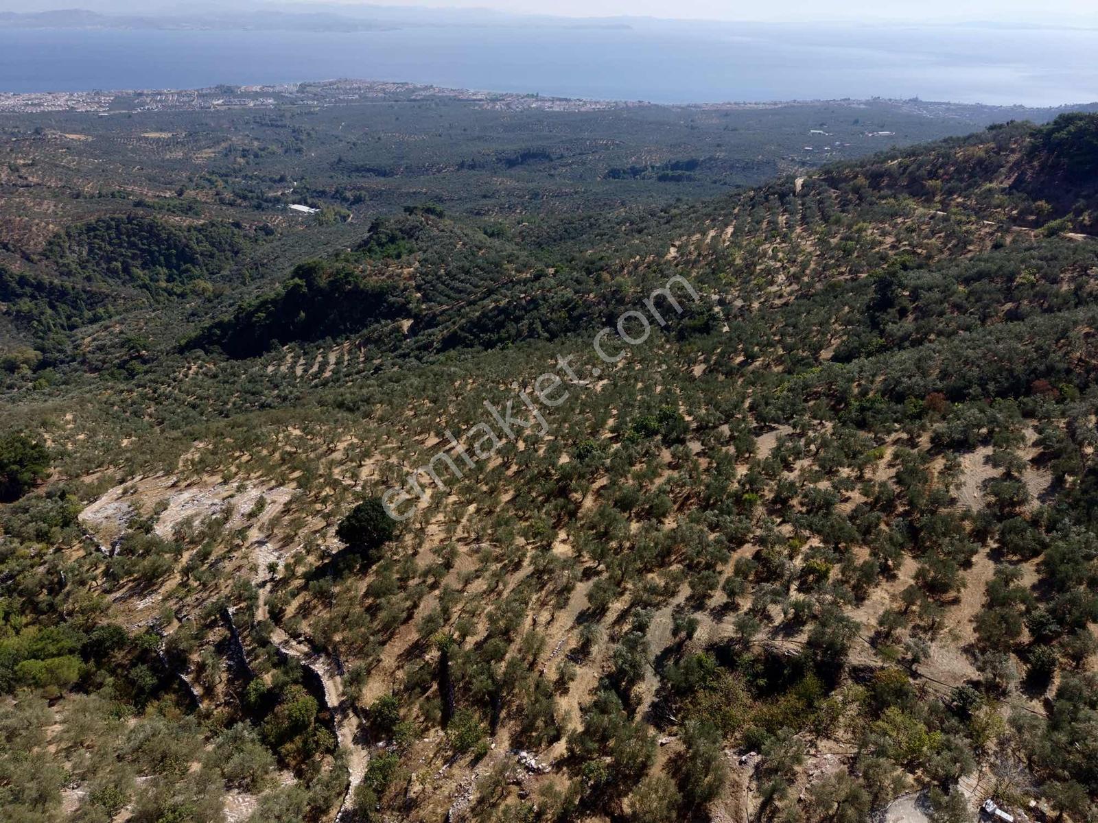 Güçlü Kardeşlerden Full Deniz Manzaralı 21 Dönüm Zeytinlik — fotoğraf 4