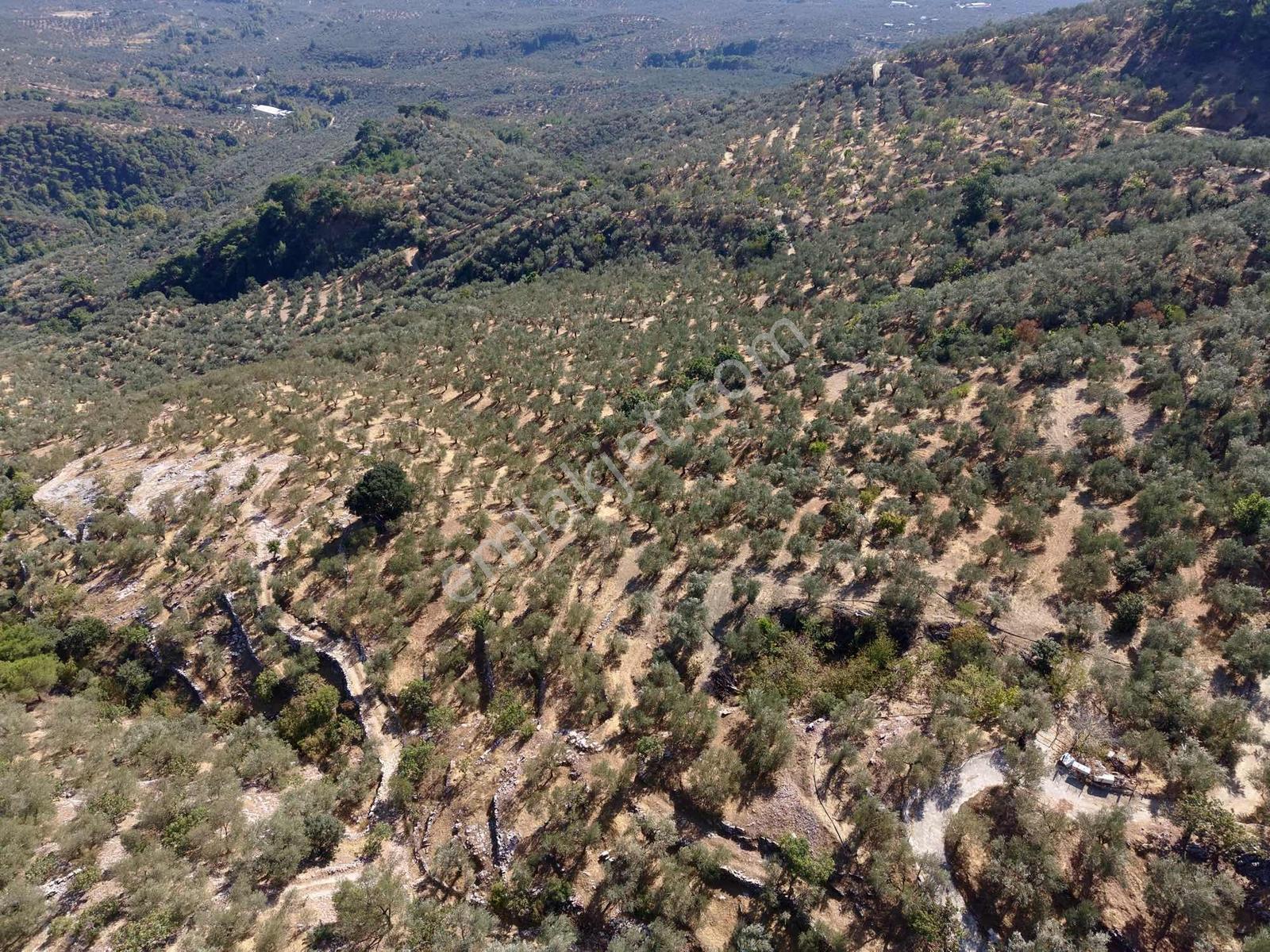 Güçlü Kardeşlerden Full Deniz Manzaralı 21 Dönüm Zeytinlik — fotoğraf 5