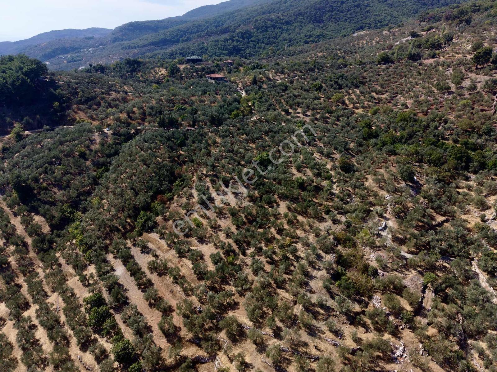 Güçlü Kardeşlerden Full Deniz Manzaralı 21 Dönüm Zeytinlik — fotoğraf 6