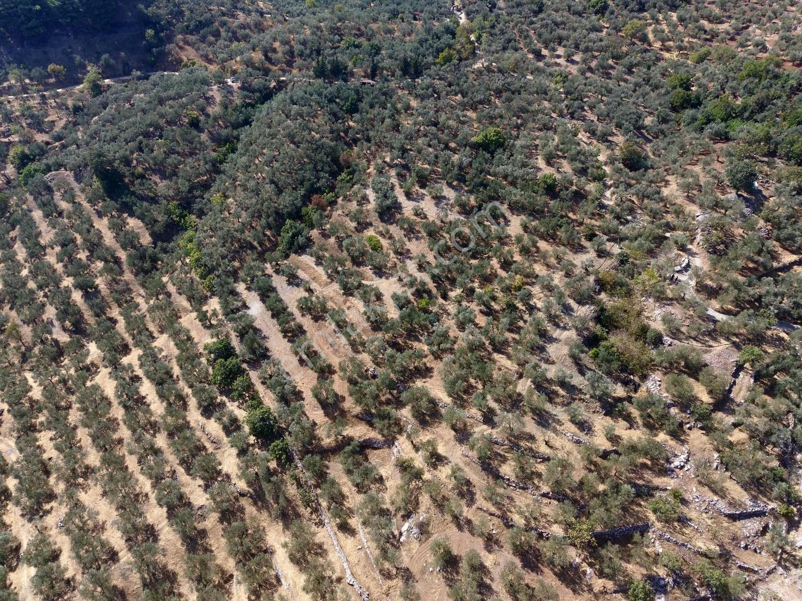 Güçlü Kardeşlerden Full Deniz Manzaralı 21 Dönüm Zeytinlik — fotoğraf 7