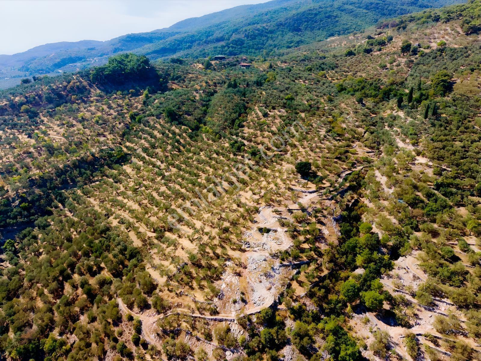 Güçlü Kardeşlerden Full Deniz Manzaralı 21 Dönüm Zeytinlik — fotoğraf 9
