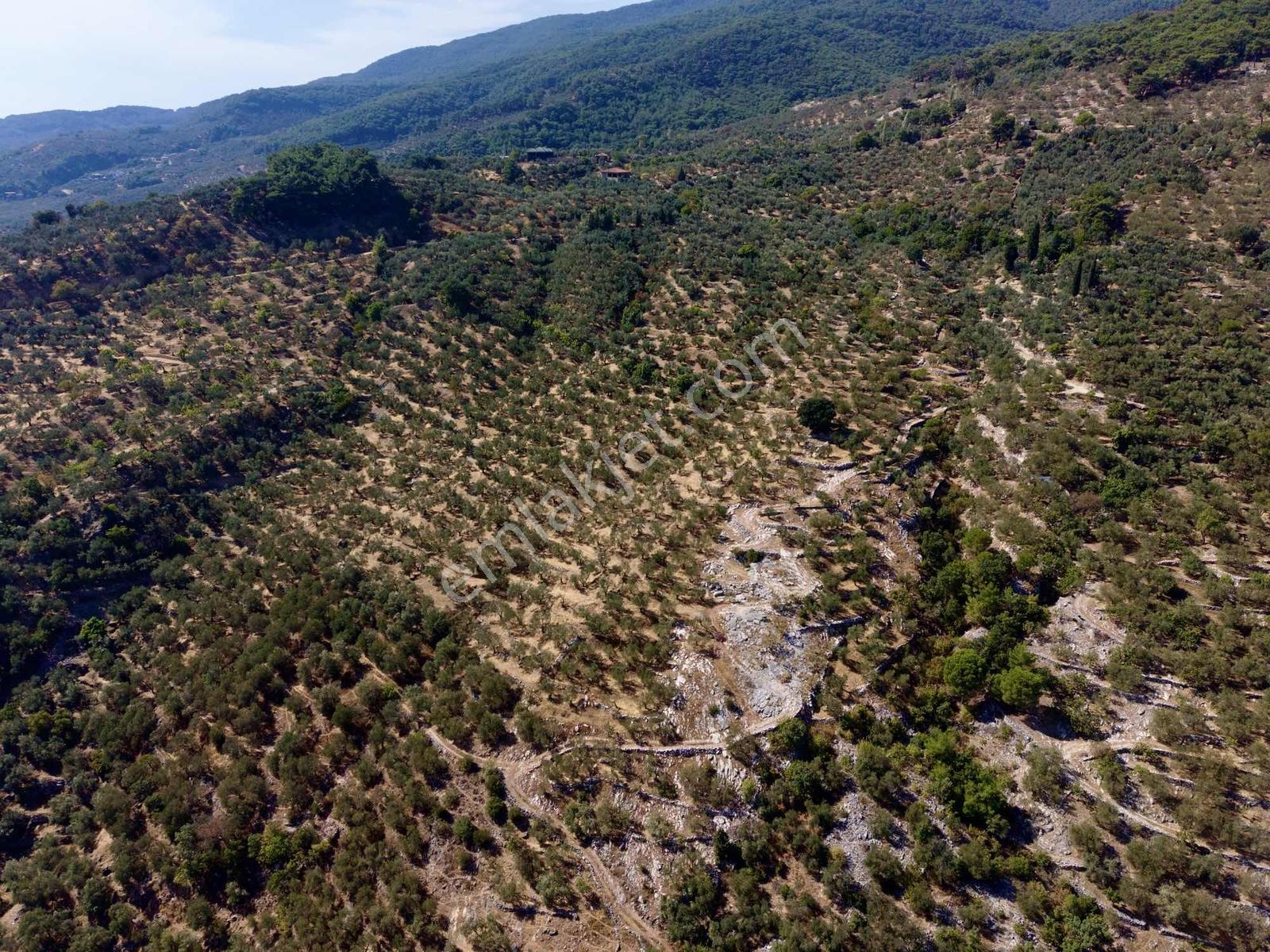 Güçlü Kardeşlerden Full Deniz Manzaralı 21 Dönüm Zeytinlik — fotoğraf 10