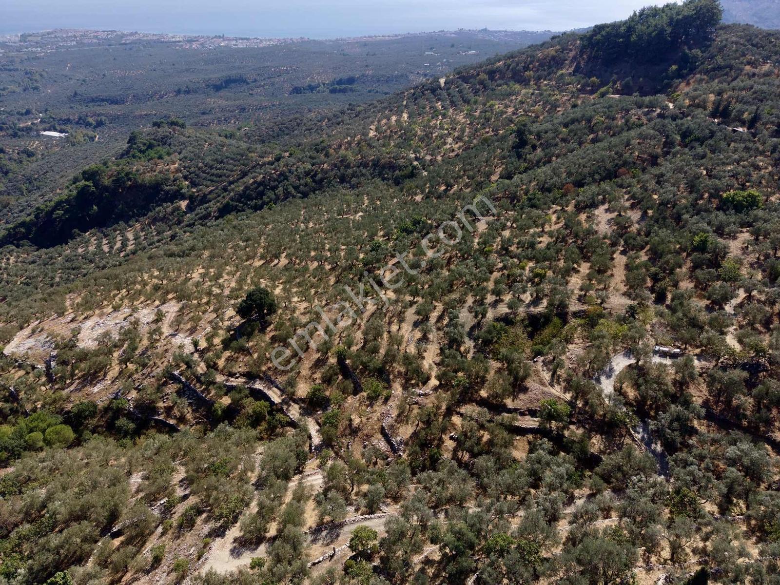 Güçlü Kardeşlerden Full Deniz Manzaralı 21 Dönüm Zeytinlik — fotoğraf 12