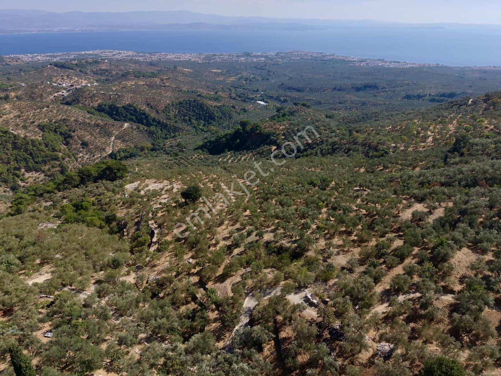 Güçlü Kardeşlerden Full Deniz Manzaralı 21 Dönüm Zeytinlik — fotoğraf 13