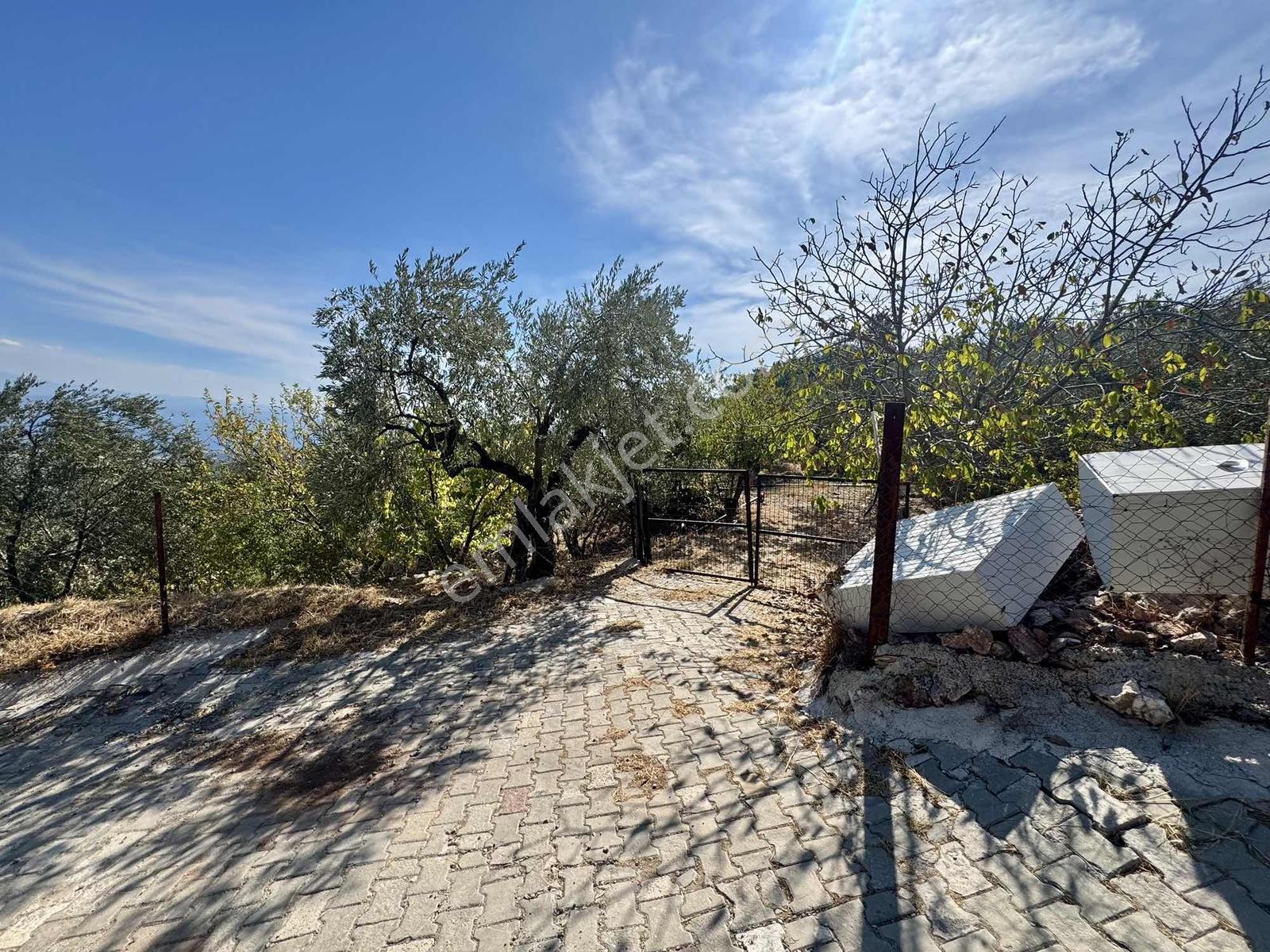 Güçlü Kardeşlerden Full Deniz Manzaralı 21 Dönüm Zeytinlik — fotoğraf 15