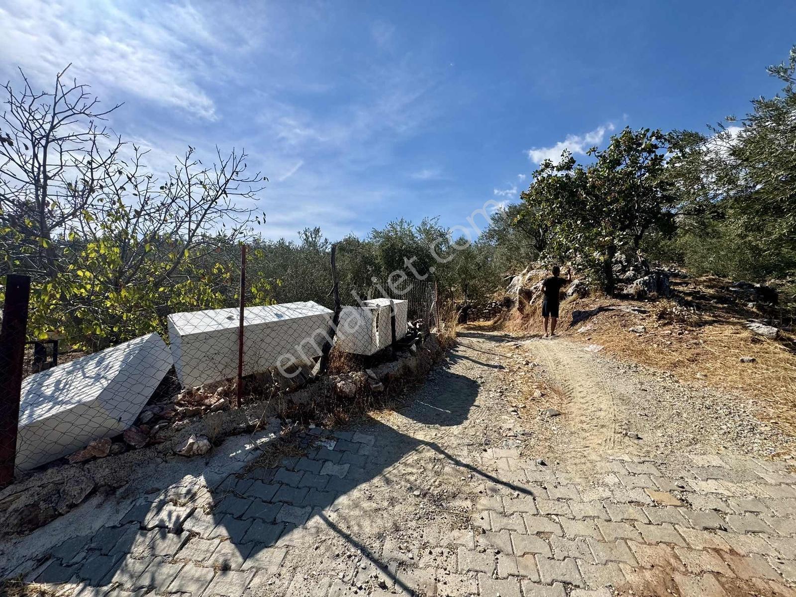 Güçlü Kardeşlerden Full Deniz Manzaralı 21 Dönüm Zeytinlik — fotoğraf 16