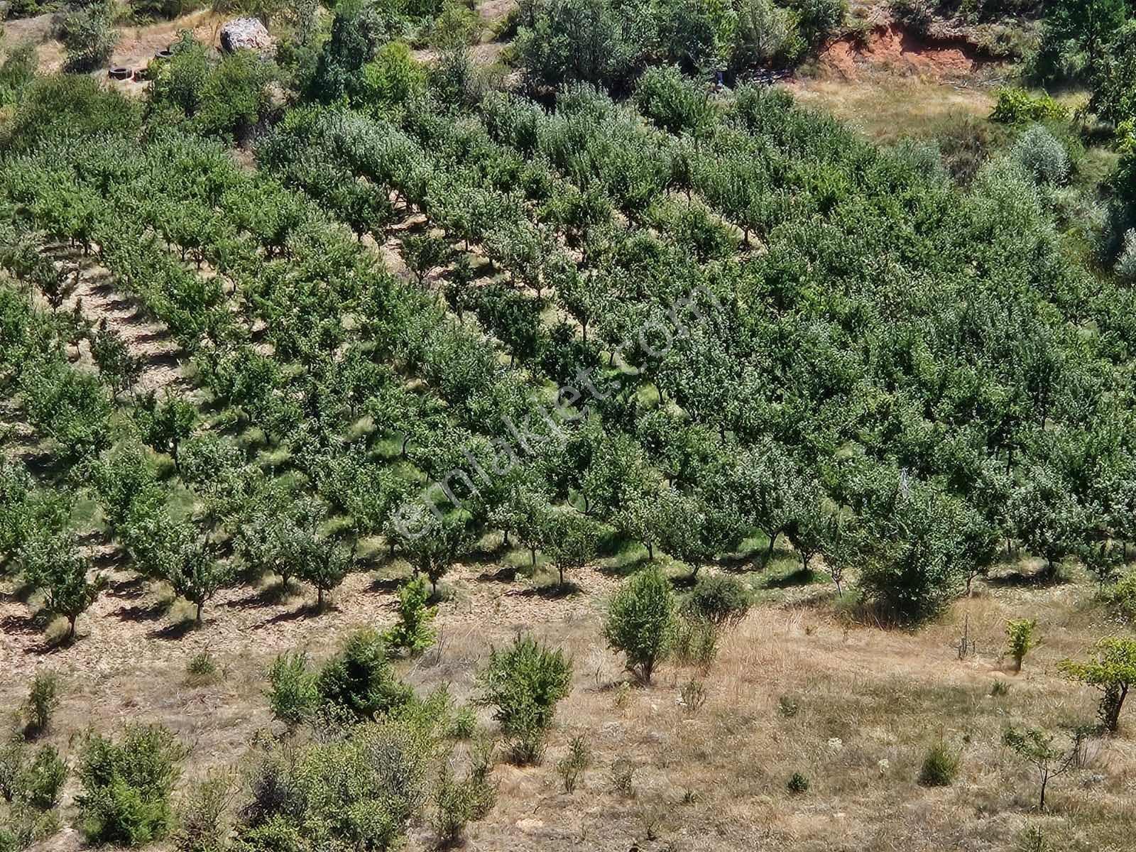 Eskişehir Elma Ve Ceviz Çiftliği 35.000M2 Toplam