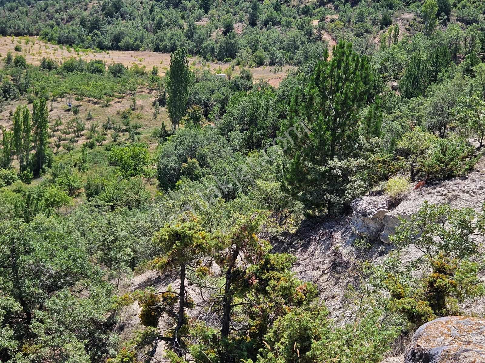 Eskişehir Elma Ve Ceviz Çiftliği 35.000m2 Toplam — fotoğraf 2