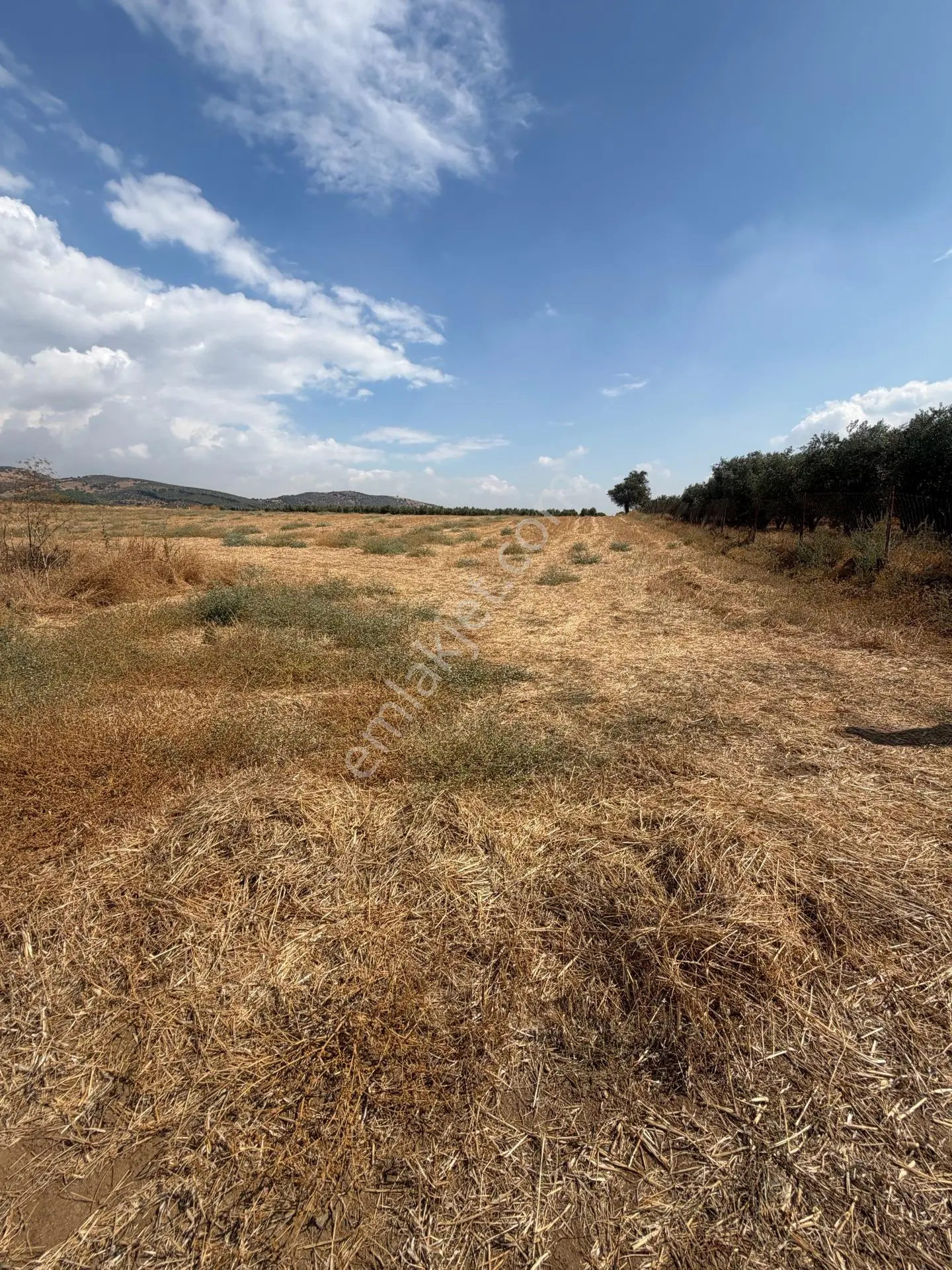 Tire Doyranlı'da Satılık 3276 M² Doğa Manzaralı Tarla — fotoğraf 12