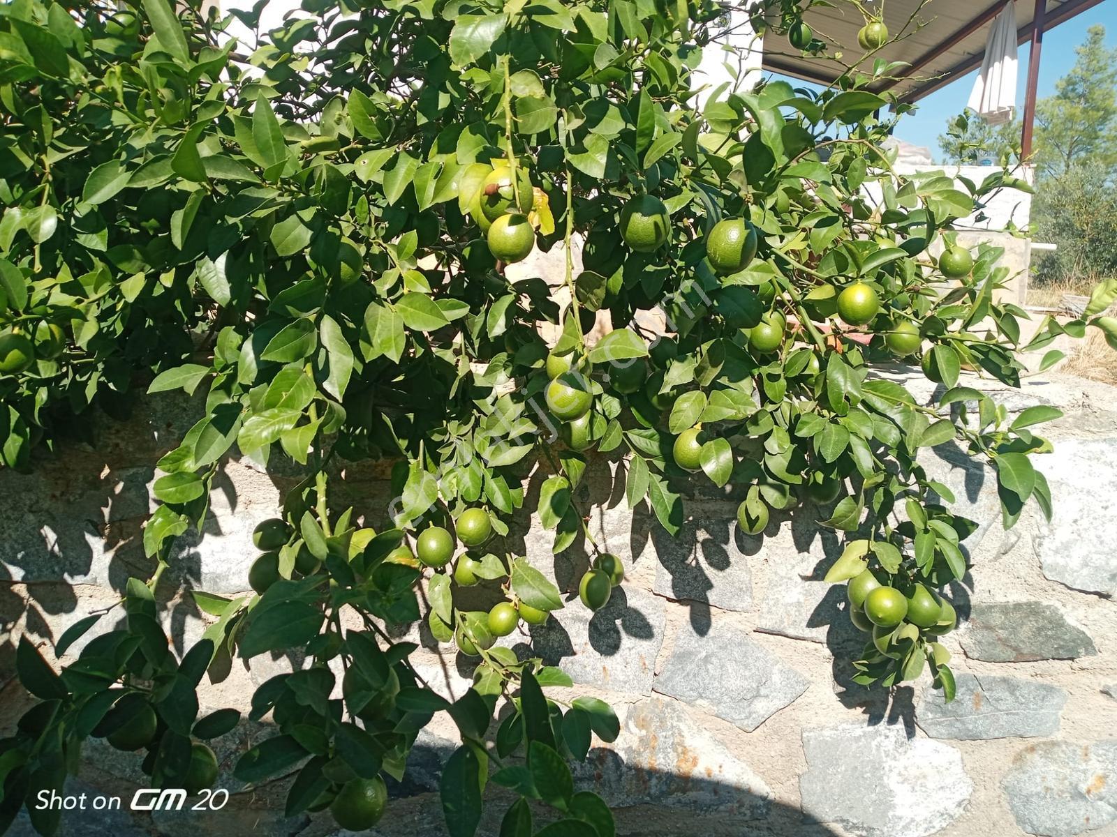 Çobanlar Mh 1865 M2 İçinde 2 Adet Müstakil Ev — fotoğraf 10