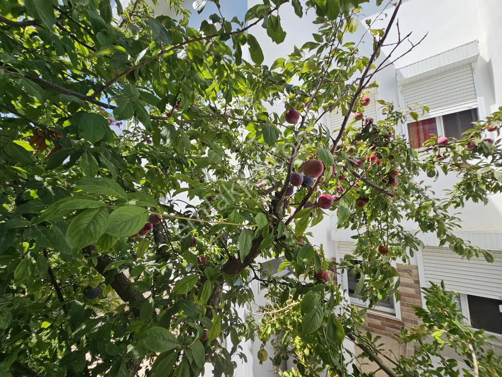 Onmax Pelitköyde Lebi Derya Deniz Manzaralı 3+1 Satılık Villa — fotoğraf 4
