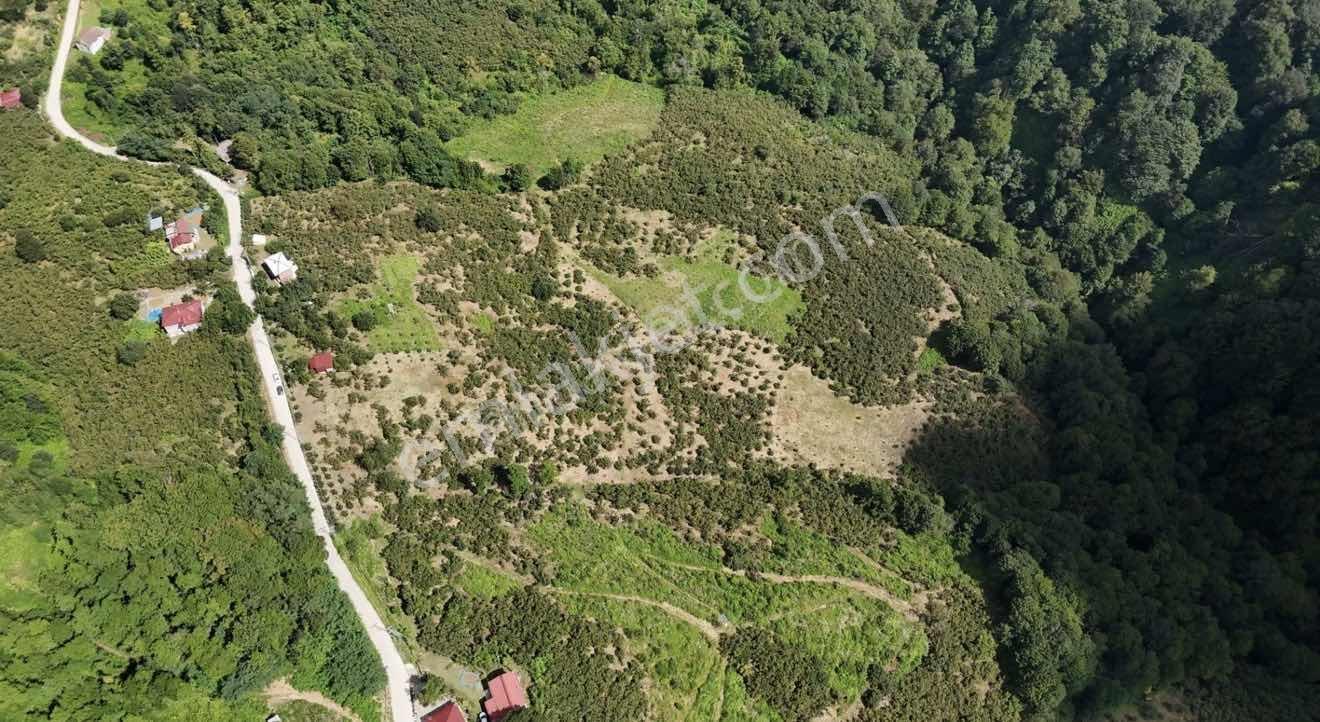 Lerox Uçar'Dan Salıpazarı Kuşcuğaz Mh Satılık Fındık Tarlası