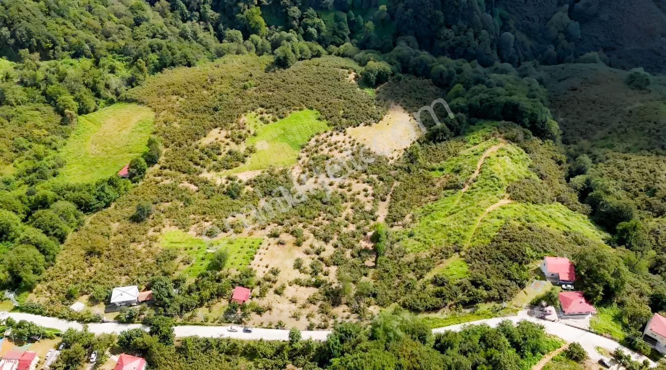 Lerox Uçar'dan Salıpazarı Kuşcuğaz Mh Satılık Fındık Tarlası — fotoğraf 2