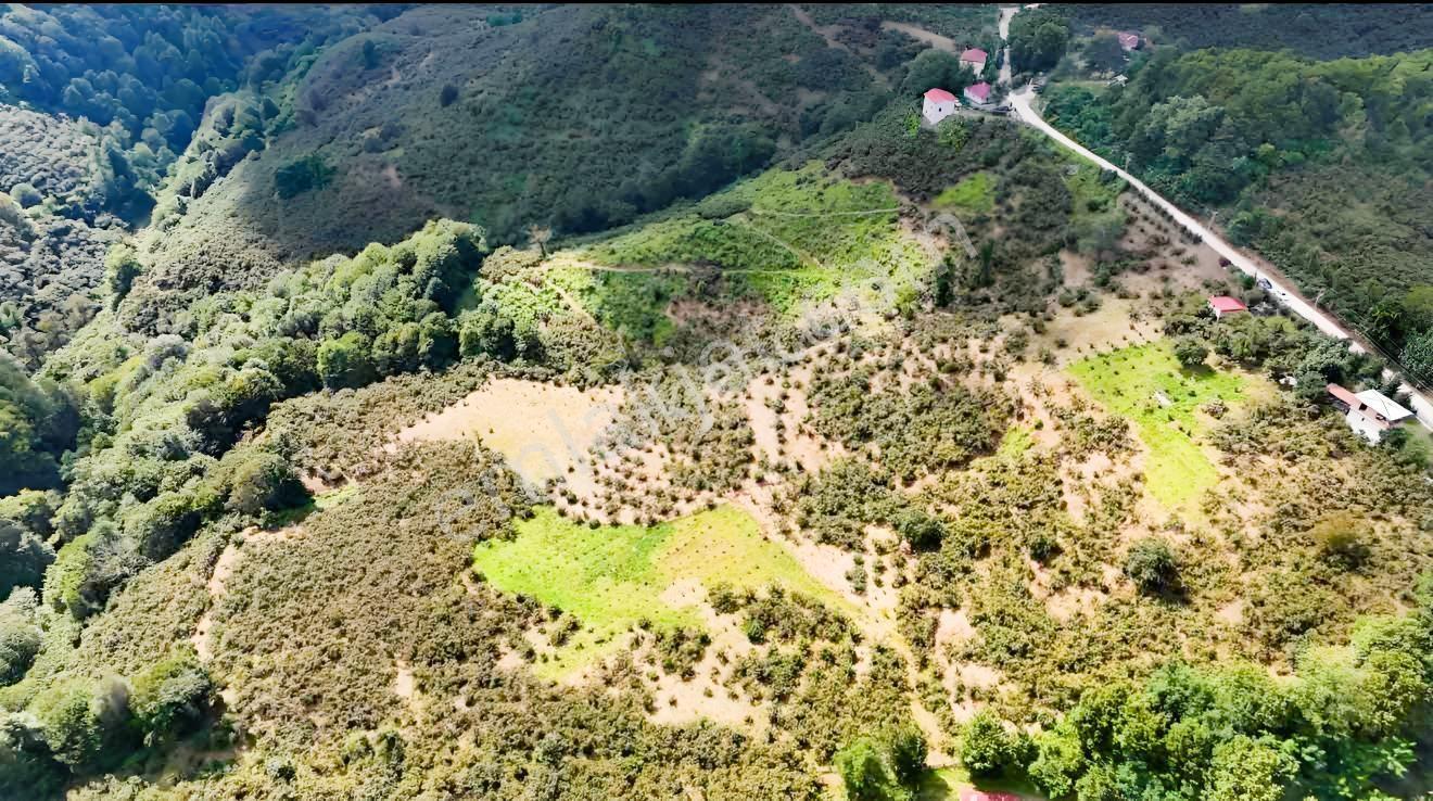 Lerox Uçar'dan Salıpazarı Kuşcuğaz Mh Satılık Fındık Tarlası — fotoğraf 3