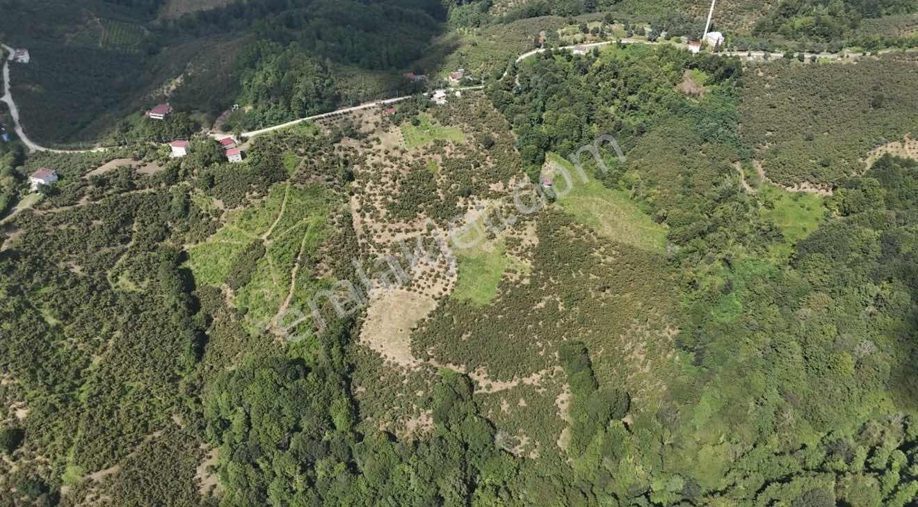 Lerox Uçar'dan Salıpazarı Kuşcuğaz Mh Satılık Fındık Tarlası — fotoğraf 5