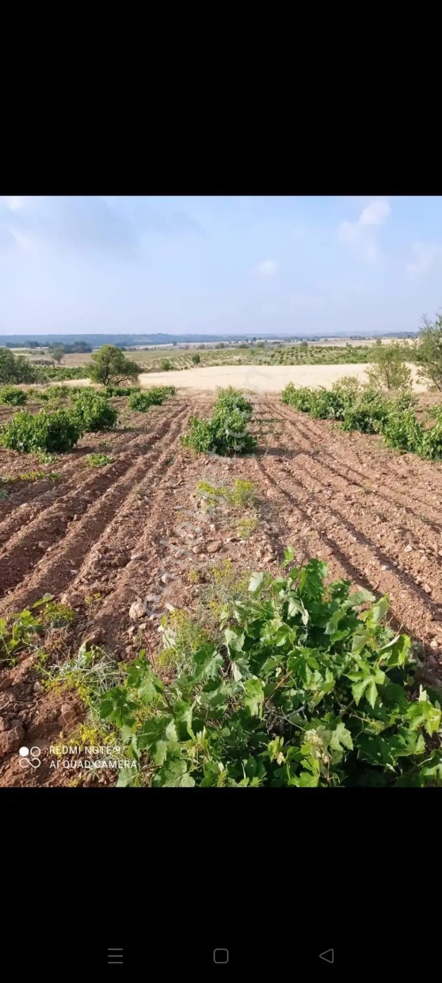 Denizli Çal Ortaköy Mahallesi Satılık 3.300m2 Müstakil Tapulu Üzüm Bağı — fotoğraf 2
