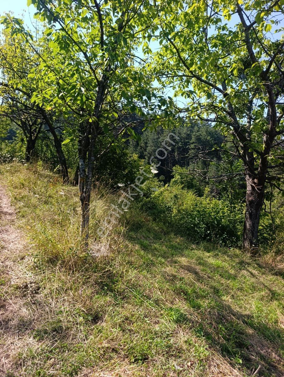 Yine *zeybek'*den 8.043.m2 + Villa+ Konut İmarli Köy İçi — fotoğraf 19