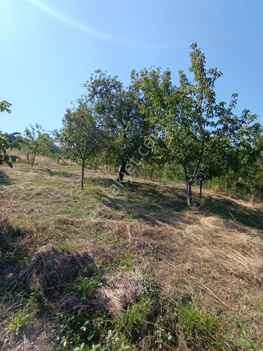Yine *zeybek'*den 8.043.m2 + Villa+ Konut İmarli Köy İçi — fotoğraf 24