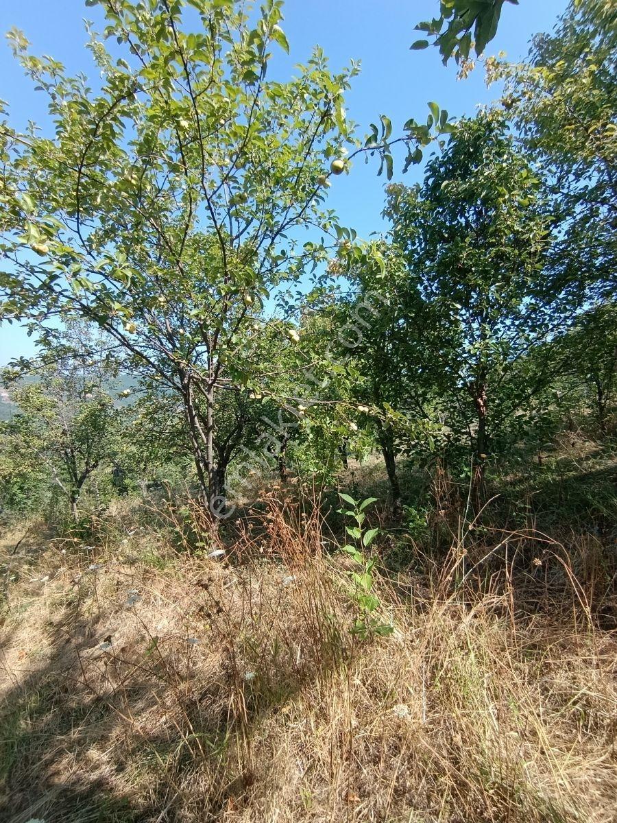 Yine *zeybek'*den 8.043.m2 + Villa+ Konut İmarli Köy İçi — fotoğraf 28