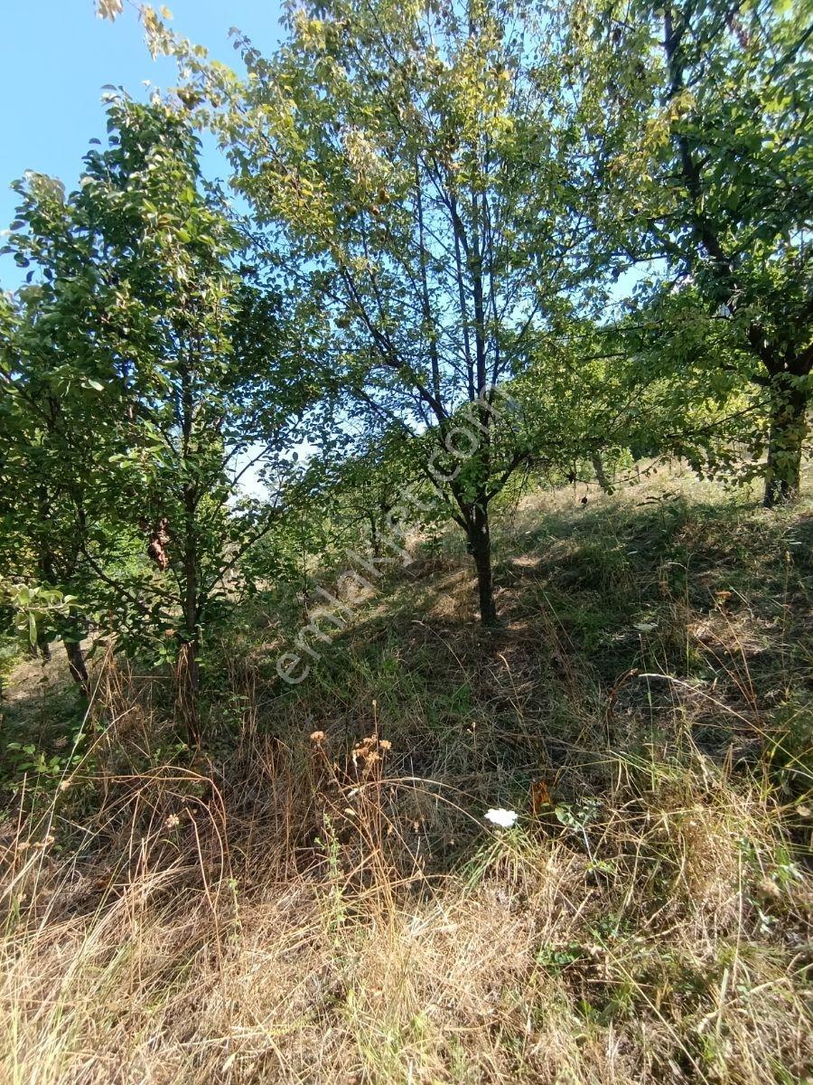 Yine *zeybek'*den 8.043.m2 + Villa+ Konut İmarli Köy İçi — fotoğraf 30