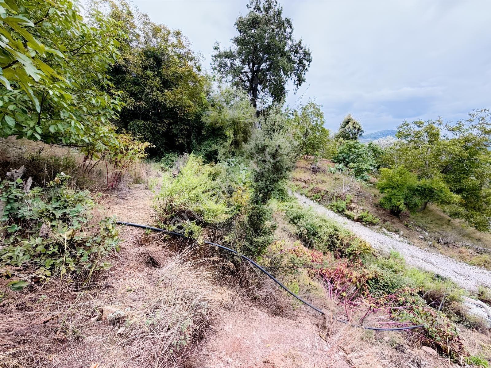 Yola 2. Parsel Full Deniz Manzaralı Masrafsız Kelepir Tarla — fotoğraf 4