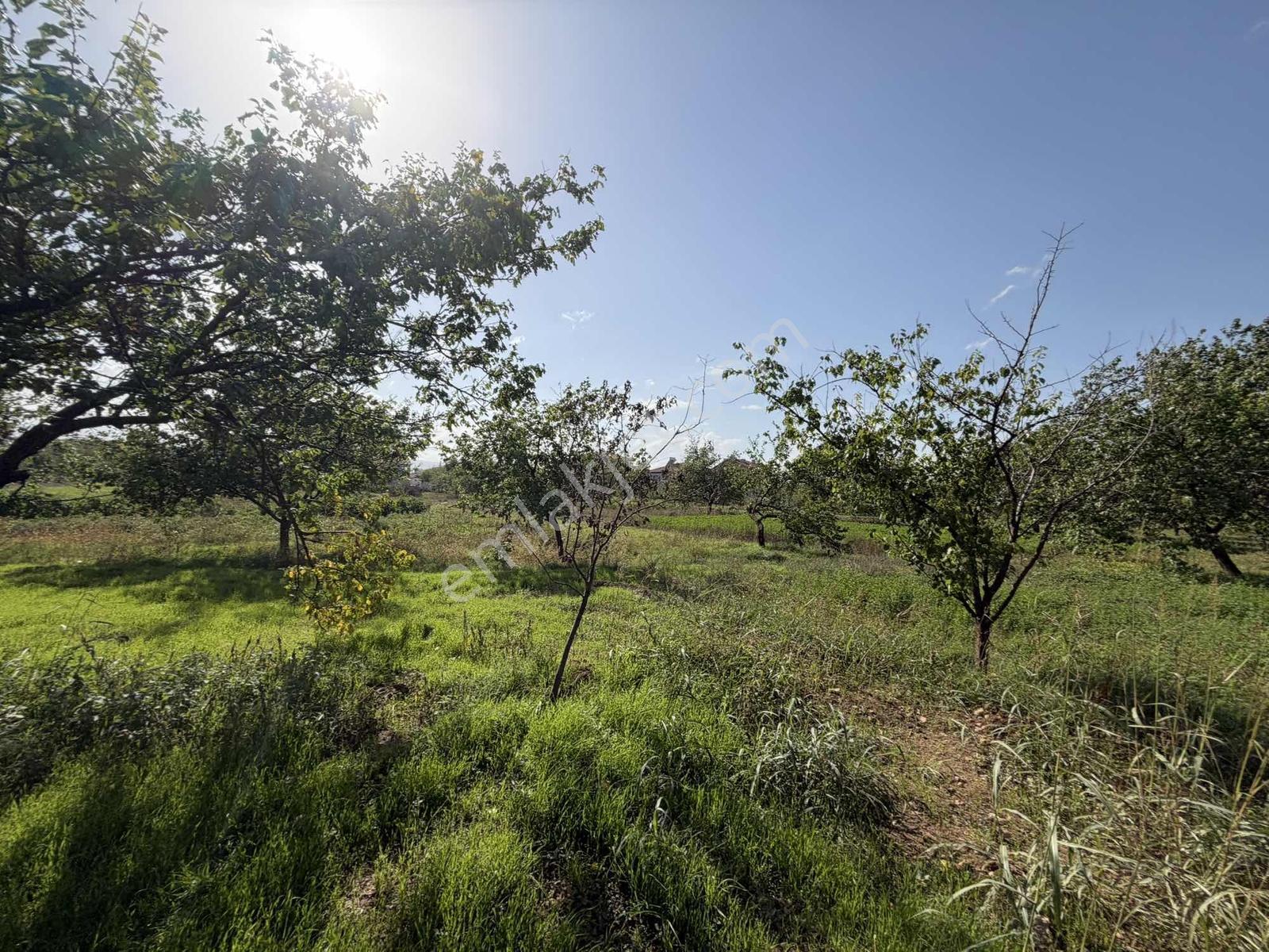 Yusuf Karadağlıdan Topsöğütte Müstakil 1270 M Satılık Bahçe — fotoğraf 11