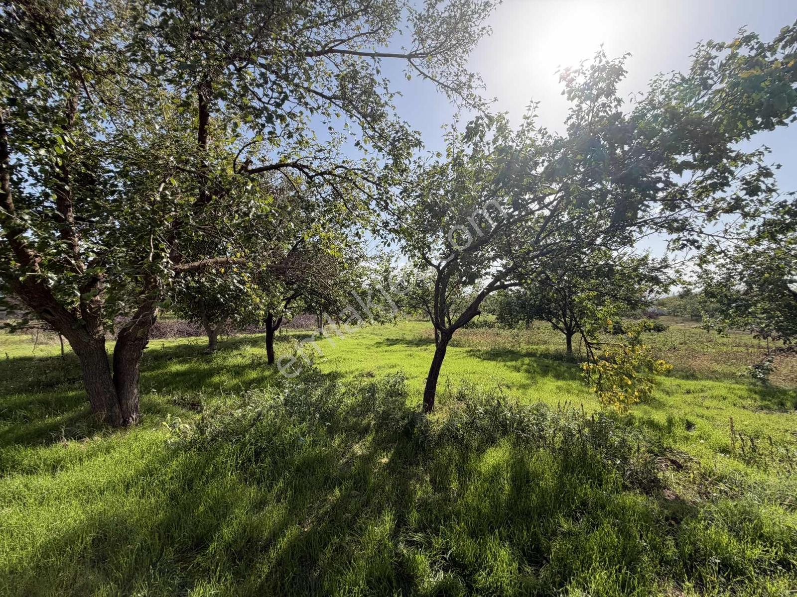 Yusuf Karadağlıdan Topsöğütte Müstakil 1270 M Satılık Bahçe — fotoğraf 34