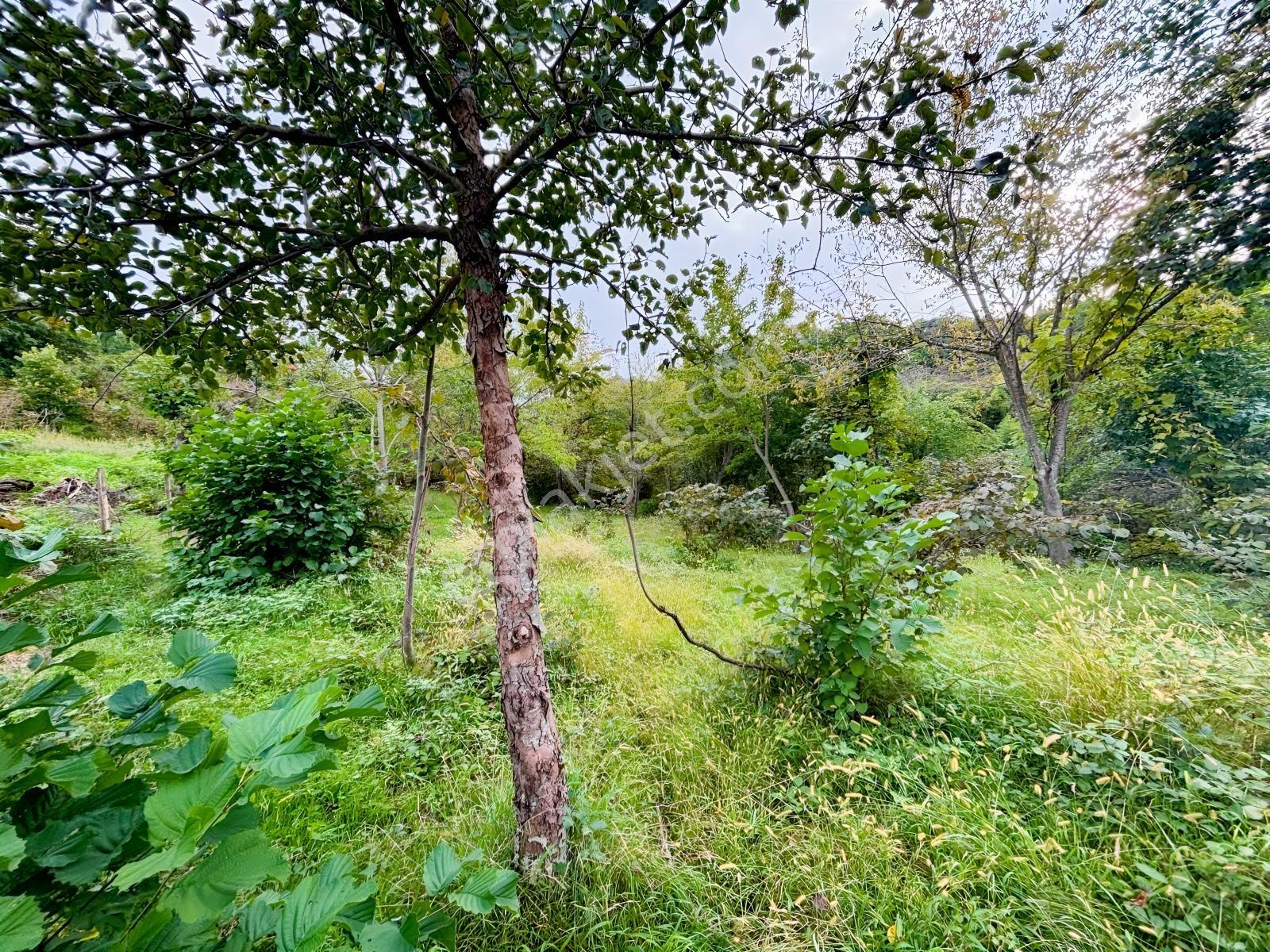 Turyaptan Yason Burnunda Parsellenebilir Satılık 2.297 M² Arazi. — fotoğraf 24