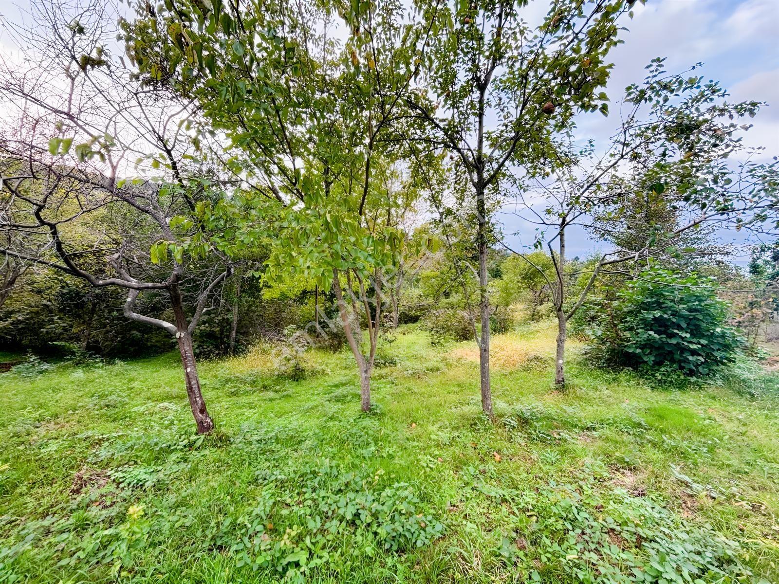 Turyaptan Yason Burnunda Parsellenebilir Satılık 2.297 M² Arazi. — fotoğraf 25