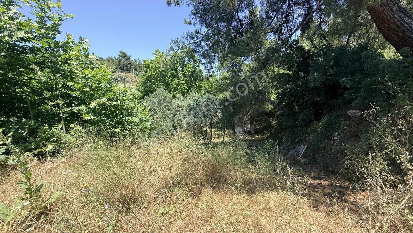 Erz'den Kemalpaşa Armutluda 2 Adet Ayrı Ayrı Tek Tapulu Bahçe — fotoğraf 20