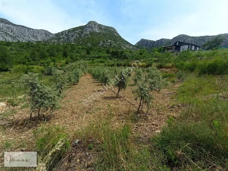 İdamax'tan Murtiçi'nde Satılık 6.402 M² Müstakil Çiftlik Ve Ev — fotoğraf 34
