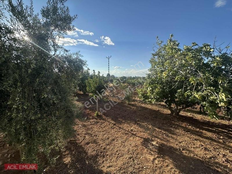 Acil Emlak'tan Gölpınar'da Bağ Evi — fotoğraf 8