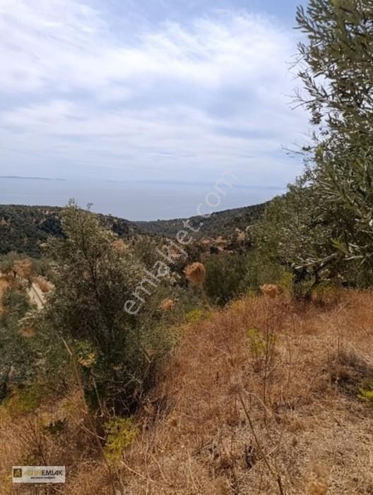Ayvacık Nusratlıda Full Deniz Manzaralı Satılık Zeytinlik! — fotoğraf 2