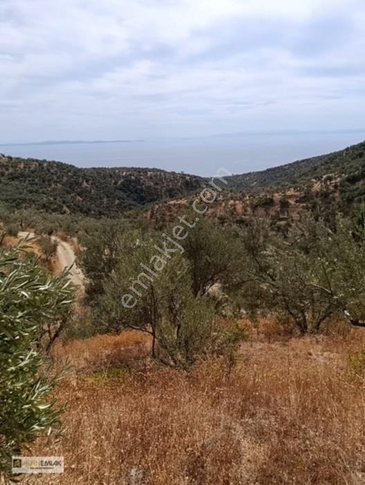 Ayvacık Nusratlıda Full Deniz Manzaralı Satılık Zeytinlik! — fotoğraf 3