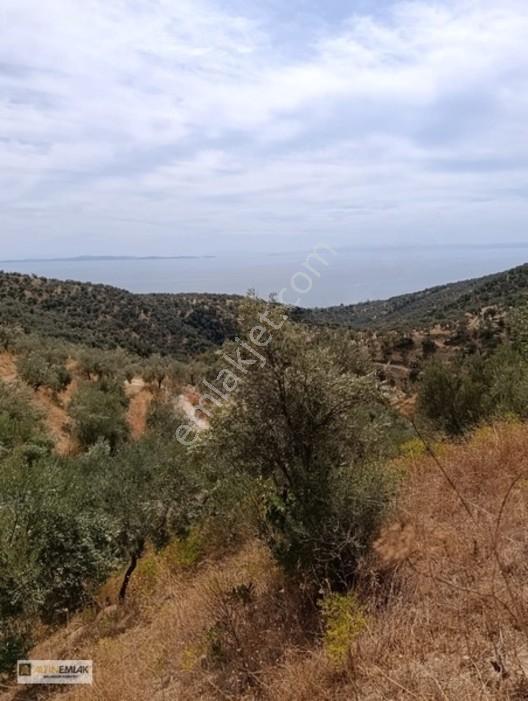 Ayvacık Nusratlıda Full Deniz Manzaralı Satılık Zeytinlik! — fotoğraf 6