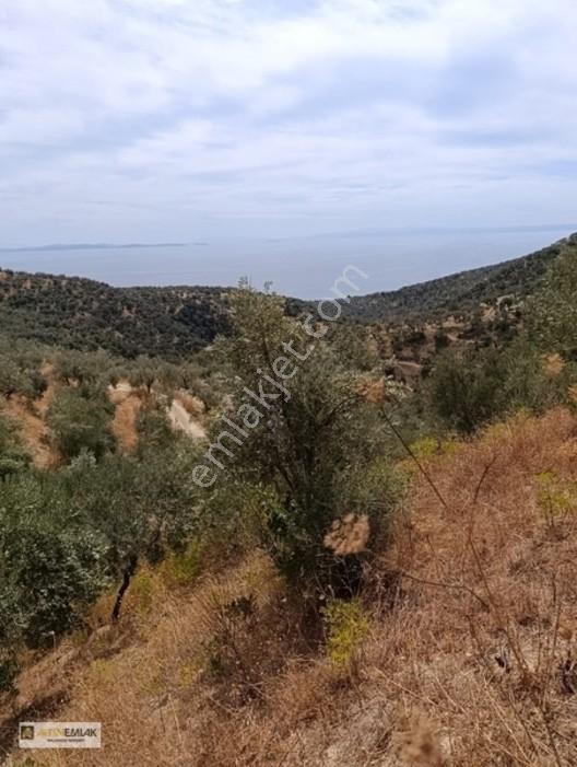 Ayvacık Nusratlıda Full Deniz Manzaralı Satılık Zeytinlik! — fotoğraf 7