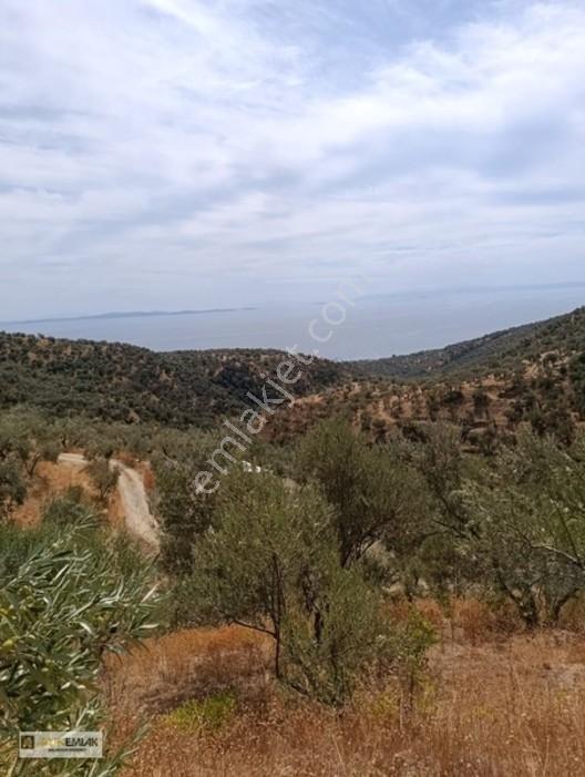 Ayvacık Nusratlıda Full Deniz Manzaralı Satılık Zeytinlik! — fotoğraf 9