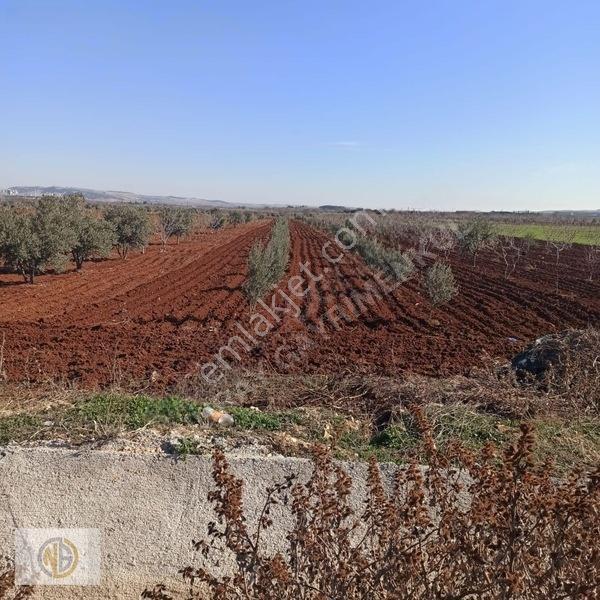 Oğuzeli İnönüde Satılık 2335 M2 Bağevlik Hisse — fotoğraf 5