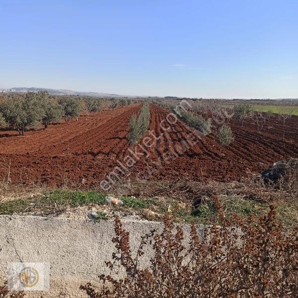 Oğuzeli İnönüde Satılık 2335 M2 Bağevlik Hisse — fotoğraf 6