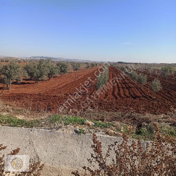 Oğuzeli İnönüde Satılık 2335 M2 Bağevlik Hisse — fotoğraf 7