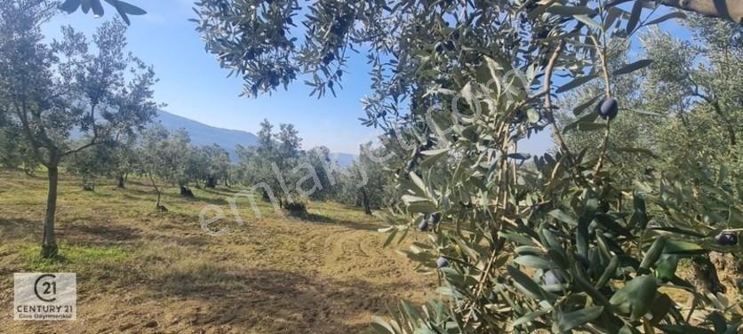 C21 Cius; Gemlik Cihatlıda Konum Avantajlı Zeytinlik